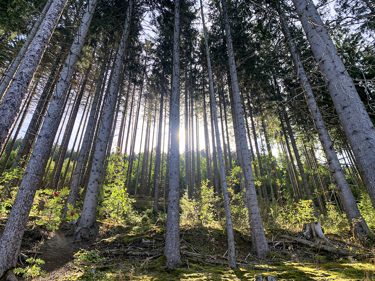 Und im Wald, da ...