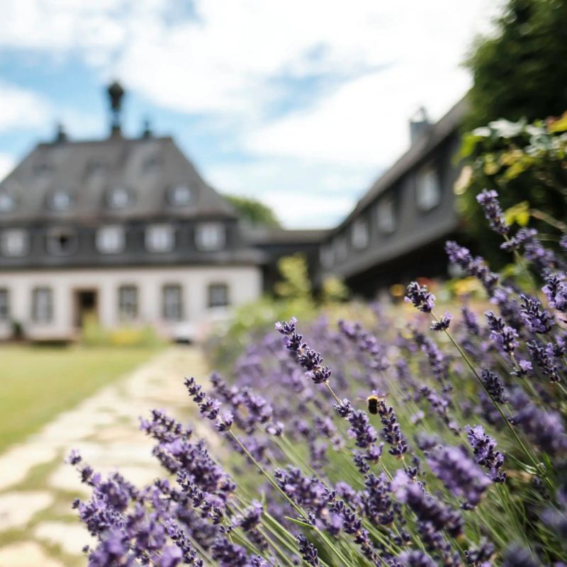 Lavendelbusch im Hintergrund Internat Birklehof zum Thema Elite-Internat Deutschland